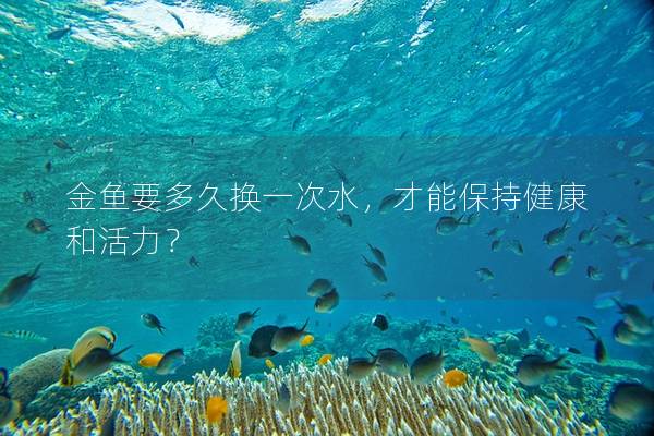 金魚要多久換一次水，才能保持健康和活力？